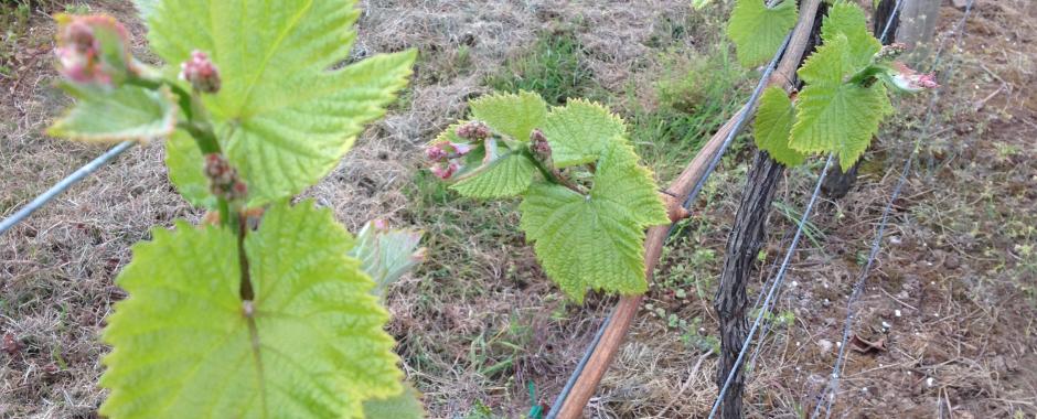 Vineyard tours & tastings have started