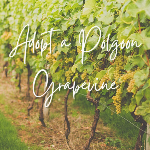 Adopt a Polgoon Grapevine
