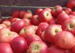 Cider