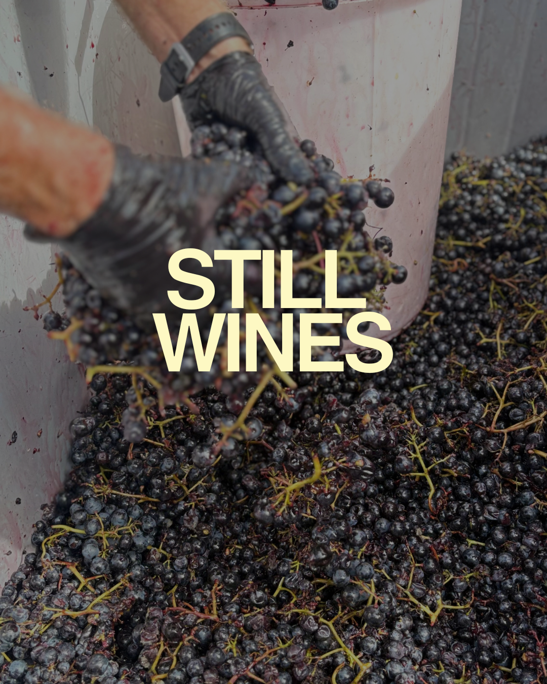 1 Grapes being picked up with large writing saying still wines